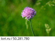 Flower of Field Scabious, Knautia Arvensis, with bokeh background. Стоковое фото, фотограф Марина Демидюк / Фотобанк Лори