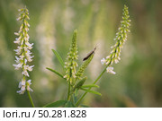 Melilotus albus, honey clover, white melilot, Bokhara clover, white sweet clover. Стоковое фото, фотограф Марина Демидюк / Фотобанк Лори