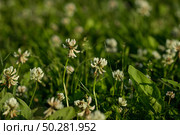 Trifolium pratense, the white clover in the meadow. Стоковое фото, фотограф Марина Демидюк / Фотобанк Лори