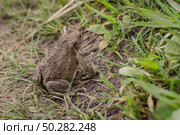 European brown toad on green summer grass. Стоковое фото, фотограф Марина Демидюк / Фотобанк Лори