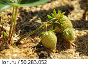 Agricultural industry. Young strawberry bushes. Young green strawberries in the garden. Стоковое фото, фотограф Марина Демидюк / Фотобанк Лори