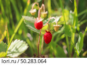 Agricultural industry. Young strawberry bushes. Young green strawberries in the garden. Стоковое фото, фотограф Марина Демидюк / Фотобанк Лори