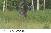 Чёрный ворон в полете. Corvus corax. Стоковое видео, видеограф Дмитрий Якубович / Фотобанк Лори