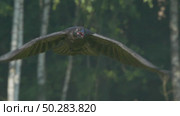 Чёрный ворон в полете. Corvus corax. Стоковое видео, видеограф Дмитрий Якубович / Фотобанк Лори
