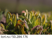 Wild sorrel, Common sorrel, Spinach Dock, Rumex acetosa, grows in the garden. Eatable plants, growing own food concept. Стоковое фото, фотограф Марина Демидюк / Фотобанк Лори
