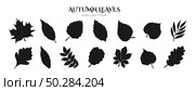Flat Black Shape Leaves Set. Fall Leaf Rowan, Maple, Oak, Birch, Chestnut, Willow, Beech, Hawthorn, Poplar, Elm, Aspen, Linden, Alder, Ash. Modern Fall Forest Branches, Foliage. Botanical Floral Set. Редакционная иллюстрация, иллюстратор Tosunyan Lusine / Фотобанк Лори