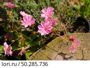 Pink Lewisia cotyledon flowers blooming in garden. Стоковое фото, фотограф Марина Демидюк / Фотобанк Лори