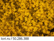 Yellow flowers of Sedum, stonecrops. Bright yellow small flowers stonecrop caustic close-up as a background. Стоковое фото, фотограф Марина Демидюк / Фотобанк Лори