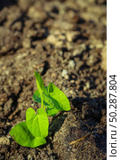 Young green Plant in a Soil. Sprout of Tree on a soil Background. New life start concept. Growing trees. Стоковое фото, фотограф Марина Демидюк / Фотобанк Лори
