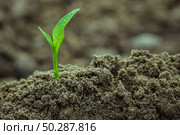 Young green Plant in a Soil. Sprout of Tree on a soil Background. New life start concept. Growing trees. Стоковое фото, фотограф Марина Демидюк / Фотобанк Лори
