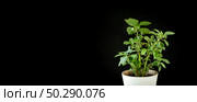 Balsamine, Impatiens plant in a white pot isolated on a black background. Potted tropical houseplant. Home minimal design. Jewelweed, touch-me-not, snapweed. Home Garden, Flower Shop concept. Стоковое фото, фотограф Марина Демидюк / Фотобанк Лори