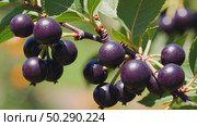 Close-up of Ripe Serviceberries on Branch. Macro video of ripe serviceberries hanging on a sunlit branch. Ideal for summer, food, gardening, or nature-themed visuals. Стоковое AI-видео, аниматор Башкирова Анна / Фотобанк Лори