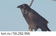 Черный ворон зимой. Corvus corax. Стоковое видео, видеограф Дмитрий Якубович / Фотобанк Лори