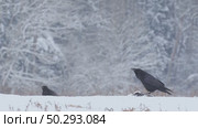 Черный ворон зимой. Corvus corax. Стоковое видео, видеограф Дмитрий Якубович / Фотобанк Лори