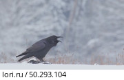 Черный ворон зимой. Corvus corax. Стоковое видео, видеограф Дмитрий Якубович / Фотобанк Лори