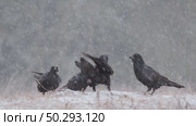 Черный ворон зимой. Corvus corax. Стоковое видео, видеограф Дмитрий Якубович / Фотобанк Лори