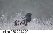 Черный ворон зимой. Corvus corax. Стоковое видео, видеограф Дмитрий Якубович / Фотобанк Лори