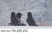 Черный ворон зимой. Corvus corax. Стоковое видео, видеограф Дмитрий Якубович / Фотобанк Лори