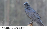 Черный ворон зимой. Corvus corax. Стоковое видео, видеограф Дмитрий Якубович / Фотобанк Лори
