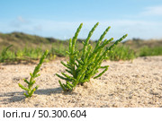 Green samphire or salicornia plants in sand at the seashore. Стоковое фото, агентство Ingram Publishing / Фотобанк Лори