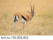A beautiful view of a thompson’s gazelle in the middle of a field covered with grass. Beautiful view of a thompson’s gazelle in the middle of a field covered with grass. Стоковое фото, агентство Ingram Publishing / Фотобанк Лори