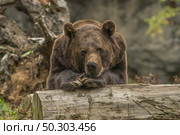 A closeup shot of a grizzly bear laying on a tree. Стоковое фото, агентство Ingram Publishing / Фотобанк Лори
