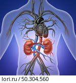 Human kidneys with red and blue arteries as a medical illustration of the inside anatomy of the urinary system as a diagram in a 3D illustration style. Стоковое фото, агентство Ingram Publishing / Фотобанк Лори