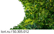 Tropical jungle as a blank frame with rich green plants as ferns and palm tree leaves found in southern hot climates as south America Hawaii and Asia with a white isolated copy space center. Стоковое фото, агентство Ingram Publishing / Фотобанк Лори