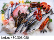 Top view Variety of fresh luxury seafood, Lobster salmon mackerel crayfish prawn octopus mussel red snapper scallop and stone crab, on ice background with icy smoke in seafood market. Стоковое фото, агентство Ingram Publishing / Фотобанк Лори