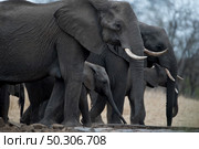 A closeup shot of an elephant herd. Closeup shot of an elephant herd. Стоковое фото, агентство Ingram Publishing / Фотобанк Лори