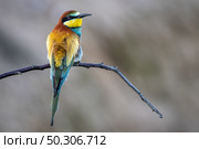 A closeup shot of a beautiful bee-eater bird perched on a tree branch on a blurred background. Closeup shot of a beautiful bee-eater bird perched on a tree branch on a blurred background. Стоковое фото, агентство Ingram Publishing / Фотобанк Лори