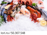 Front view of variety of fresh luxury seafood, Lobster salmon stone crab mackerel crayfish prawn octopus mussel and scallop, on ice background with icy smoke in seafood market. Photo With Copy space. Стоковое фото, агентство Ingram Publishing / Фотобанк Лори