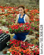 Woman in blue overalls carries tray with of flowers Balsaminaceae genus sprouts in greenhouse. Стоковое фото, фотограф Яков Филимонов / Фотобанк Лори