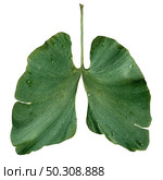 Ecology lungs as an environmental and forestry conservation concept or clean air symbol with a ginkgo biloba leaf shaped as a breathing lung isolated on a white background. Стоковое фото, агентство Ingram Publishing / Фотобанк Лори