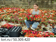 Portrait of positive girl with a tray of flowers Balsaminaceae genus in her hands in large greenhouse. Стоковое фото, фотограф Яков Филимонов / Фотобанк Лори