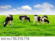 Cows on a green field and blue sky. Стоковое фото, агентство Ingram Publishing / Фотобанк Лори