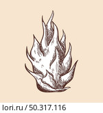 Icon Of Dragon Fruit. Hand Drawn Sketch. Retro Vintage Design. Vector Illustration. Стоковая иллюстрация, агентство Ingram Publishing / Фотобанк Лори