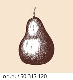 Icon Of Pear. Hand Drawn Sketch. Retro Vintage Design. Vector Illustration. Стоковая иллюстрация, агентство Ingram Publishing / Фотобанк Лори