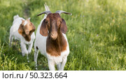 close up goats farm. Стоковое фото, агентство Ingram Publishing / Фотобанк Лори