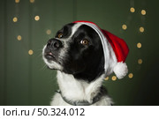 cute dog wearing santa s red hat. Стоковое фото, агентство Ingram Publishing / Фотобанк Лори