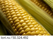 fresh corn composition close up. Стоковое фото, агентство Ingram Publishing / Фотобанк Лори