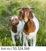 front view goats farm. Стоковое фото, агентство Ingram Publishing / Фотобанк Лори