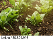 high angle plants with green leaves. Стоковое фото, агентство Ingram Publishing / Фотобанк Лори