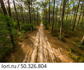 Pine trees forest view in Maceda, Ovar - Portugal. Стоковое фото, агентство Ingram Publishing / Фотобанк Лори