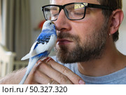 Budgerigar playing with handsome man. Budgie. Funny blue purple parakeet sitting on owner head. Cute violet tamed bird having fun with people. Friendship, relationship with Pets. Cute domestic animals. Стоковое фото, фотограф Марина Демидюк / Фотобанк Лори