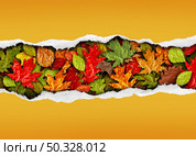 Autumn leaf background with text area copy space as a sale banner with tree leaves during a fall season as torn paper for promotional marketing sales as a composite.  . Стоковое фото, агентство Ingram Publishing / Фотобанк Лори