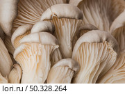 beautiful macro fresh mushroom. High resolution photo. beautiful macro fresh mushroom. High quality photo. Стоковое фото, агентство Ingram Publishing / Фотобанк Лори