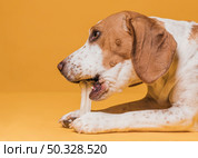 lateral view cute dog eating bone. High resolution photo. lateral view cute dog eating bone. High quality photo. Стоковое фото, агентство Ingram Publishing / Фотобанк Лори