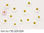 set many daisy flower buds. High resolution photo. set many daisy flower buds. High quality photo. Стоковое фото, агентство Ingram Publishing / Фотобанк Лори