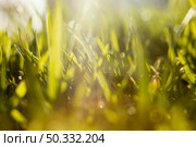 natural grass close up. High resolution photo. natural grass close up. High quality photo. Стоковое фото, агентство Ingram Publishing / Фотобанк Лори